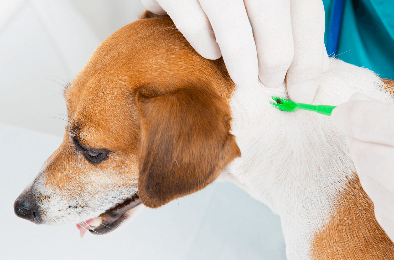 How to Remove a Tick from Your Pet
