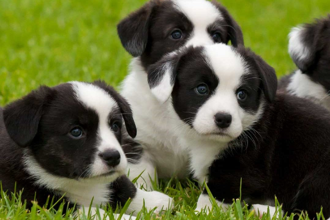 Adorable puppies in a grassy park.