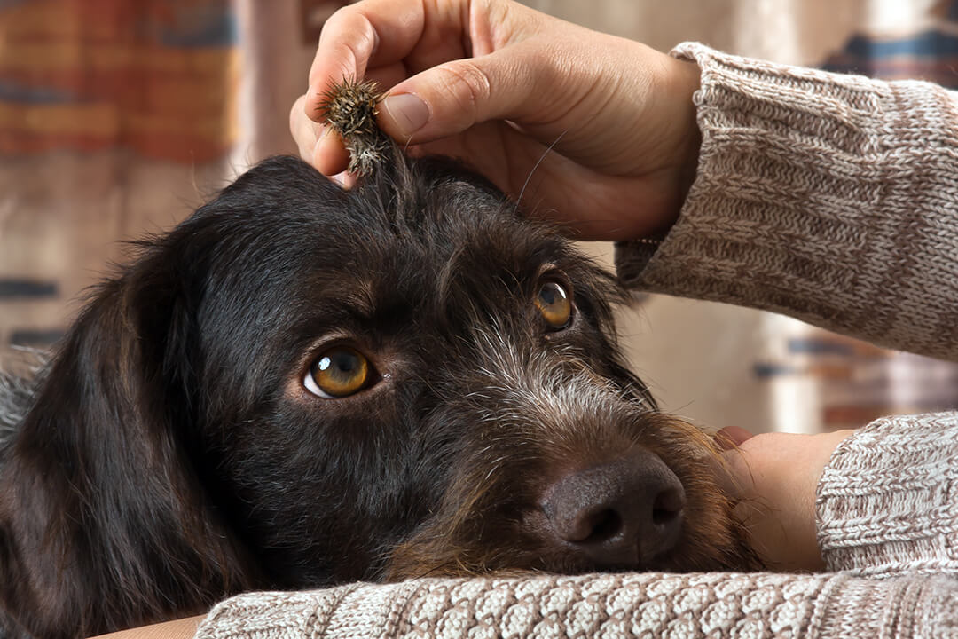 How To Remove Burrs and Stickers In Your Dog’s Fur