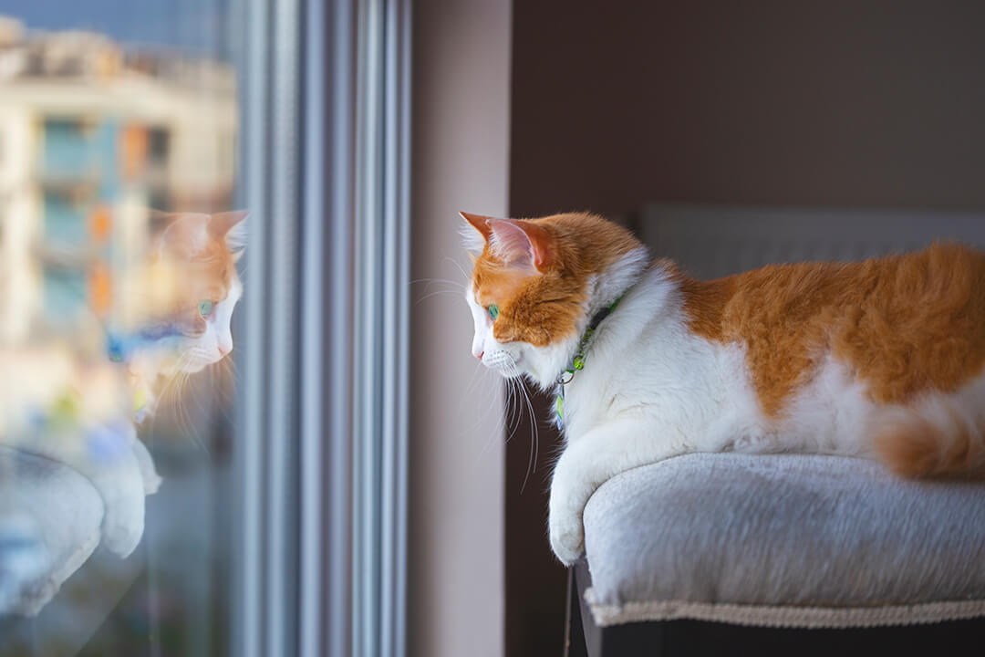 3 Things to Keep Your Cat Entertained