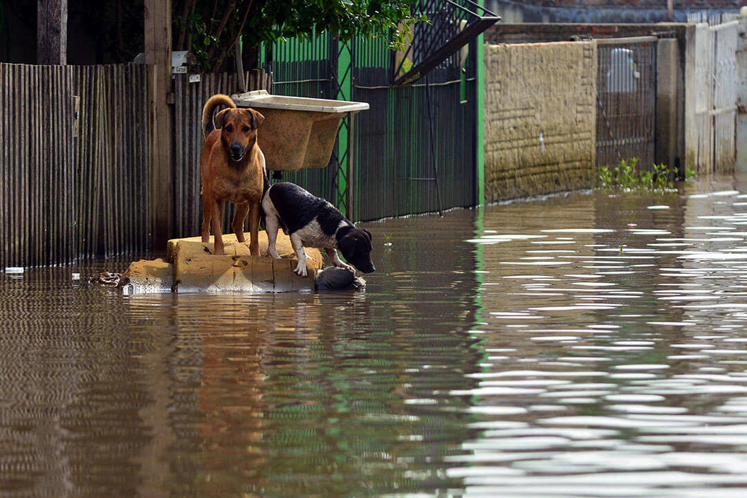 Disaster Preparedness For Your Pet