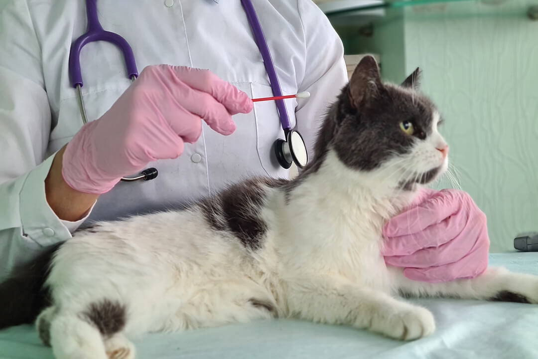 Listen Up! Prevent Ear Infections & Ear Mites PetArmor®