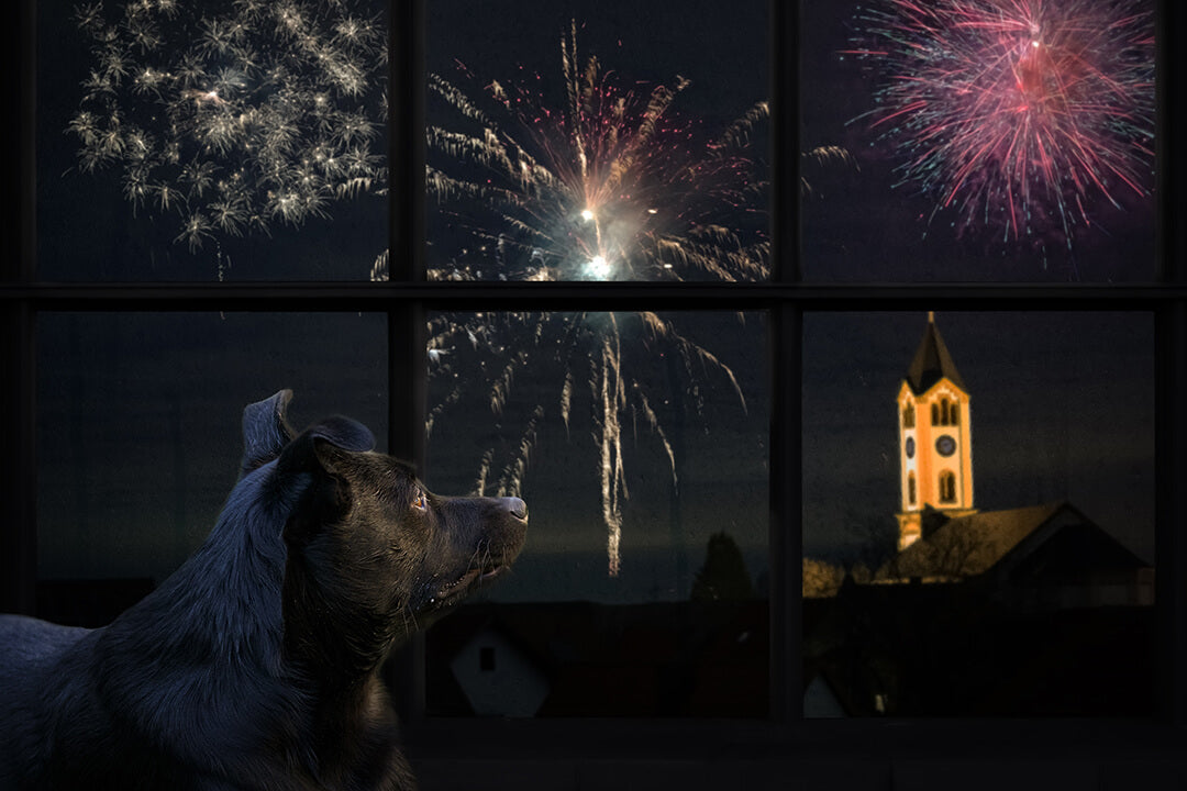 Dog looking out the window at fireworks