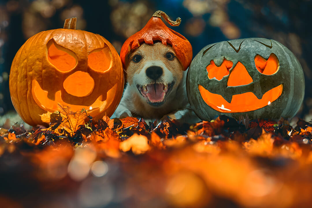 Get Your Pet Ready For Howl-O-Ween in 9 Easy Steps