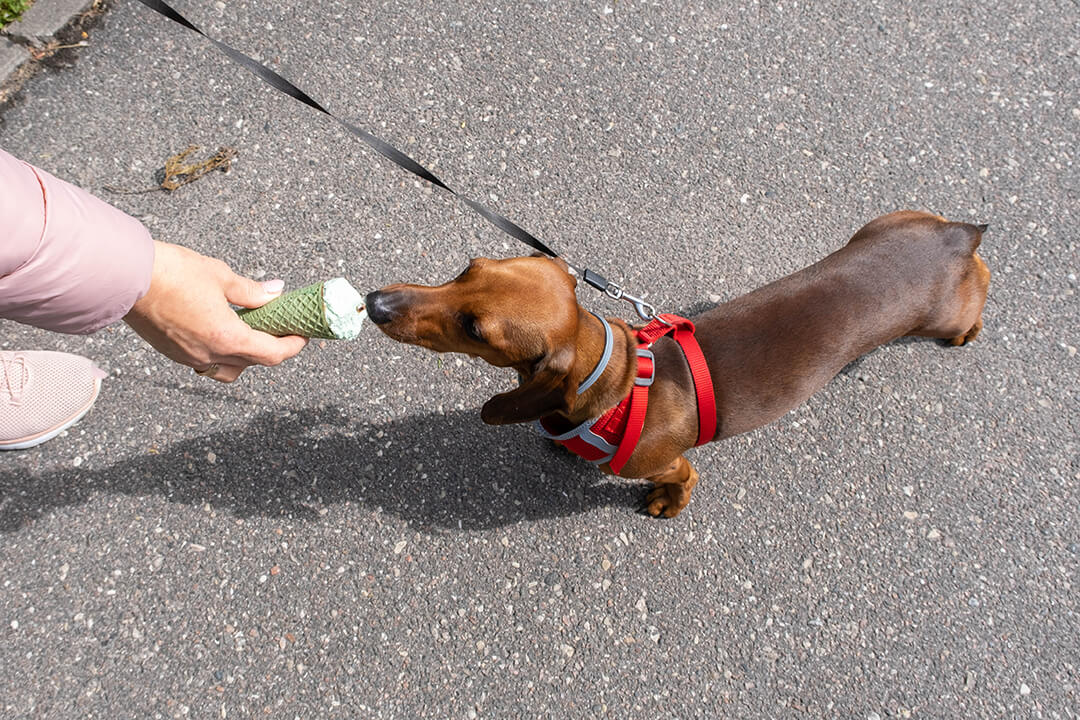 Cute wiener dog tries an ice cream cone on a hot day