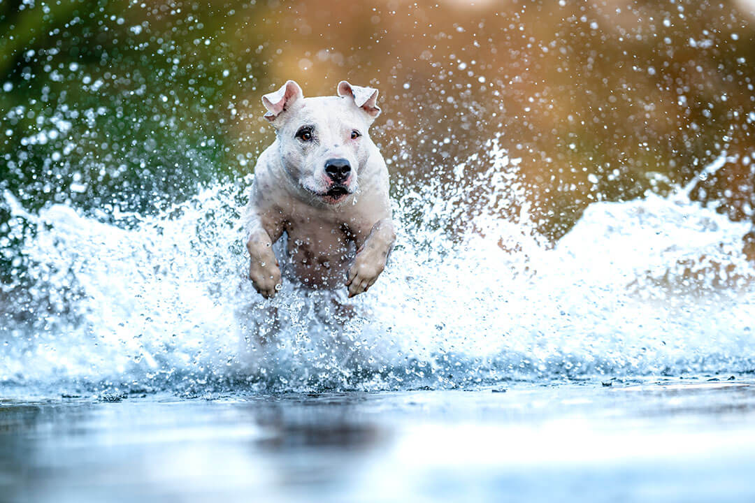 Chill Out! Help Your Pet Stay Cool This Summer