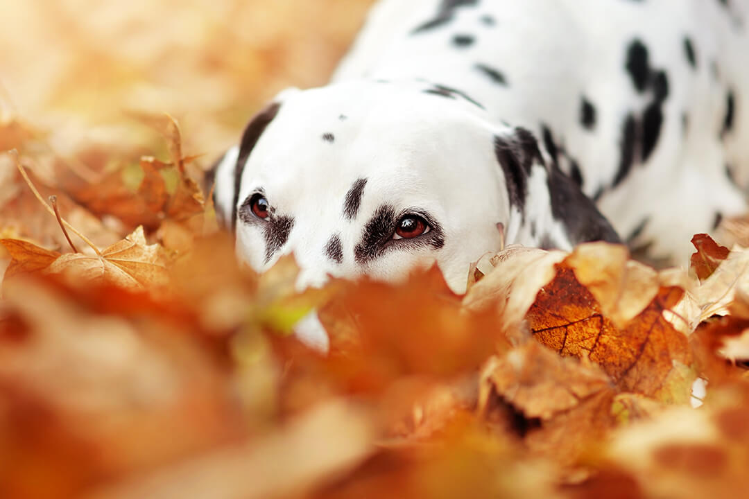 What’s So Scary About Ear Mites?