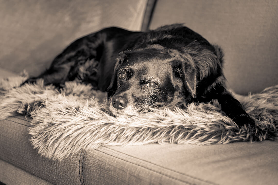 Senior Dog-Proofing Your Home