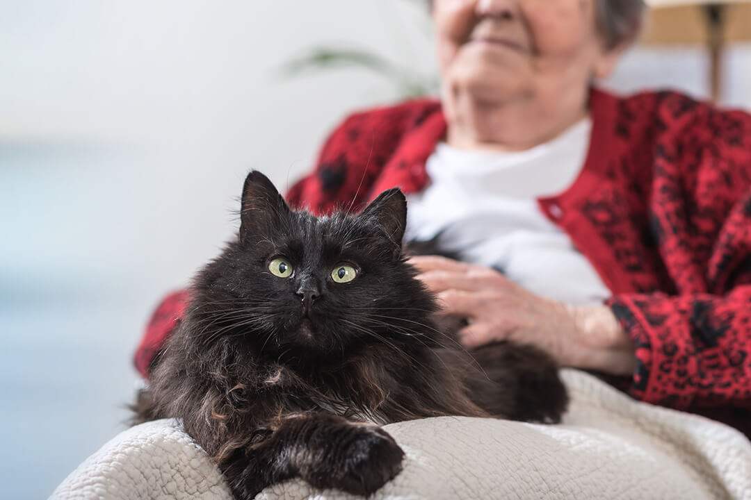 What Flea and Tick Treatment Is Best For Senior Pets