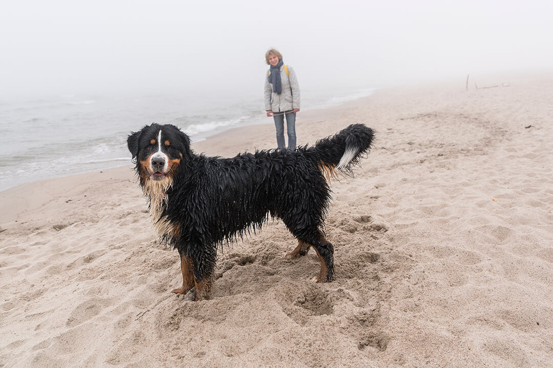 Why Do Wet Dogs Stink?