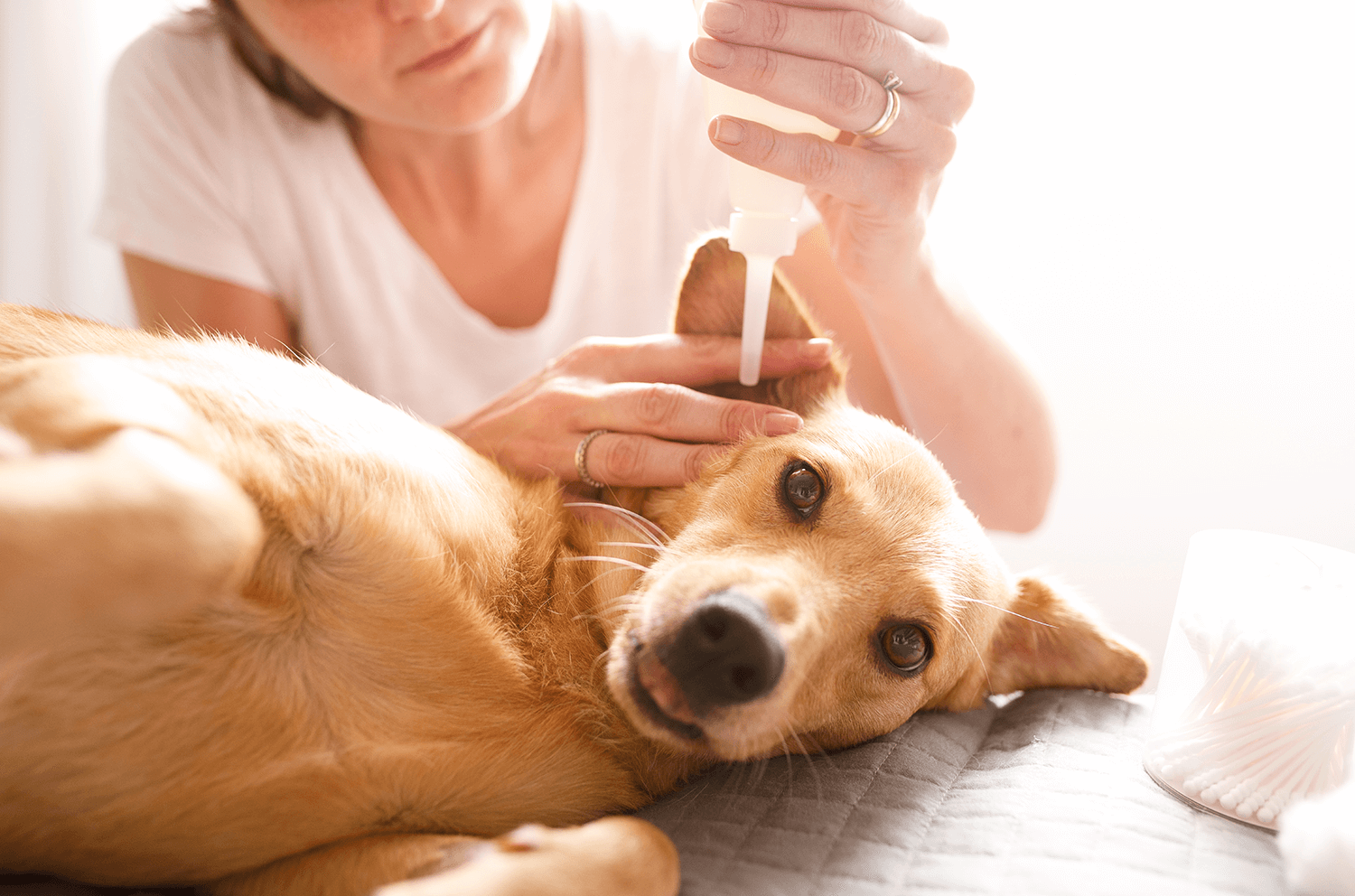 Ear Disease in Dogs and Cats: What You Need to Know