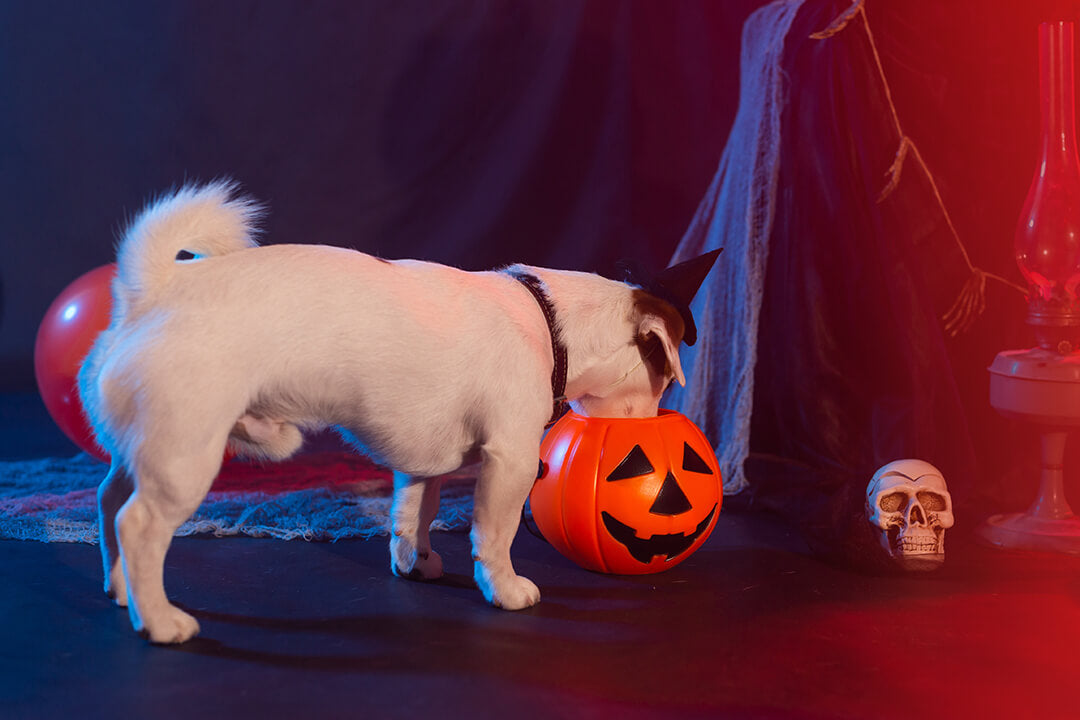 Tricks and (Only the Right Kind of) Treats For Your Pet This Halloween