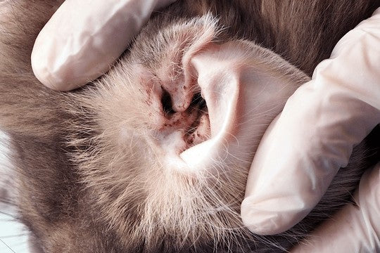 Your Pet'S Mite-Y Ear Problem | Petarmor®