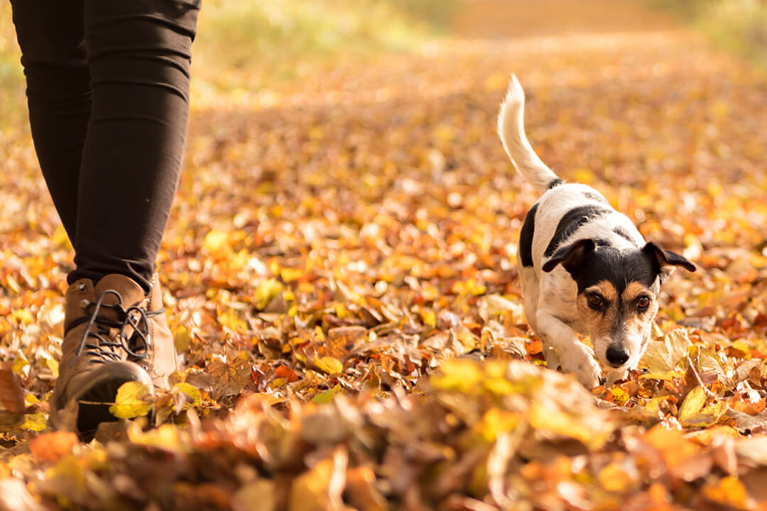 5 Reasons You Need To Protect Your Pet From Pests This Fall