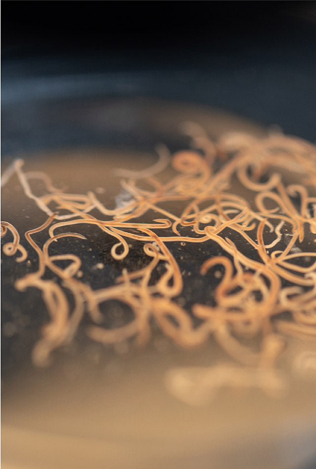 How to Prevent Intestinal Parasites in Your Dog or Cat PetArmor®