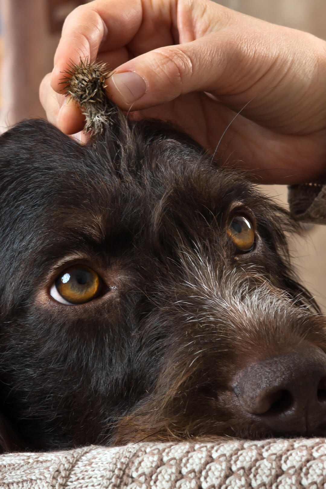 How To Spot And Remove Foxtails From Your Dog