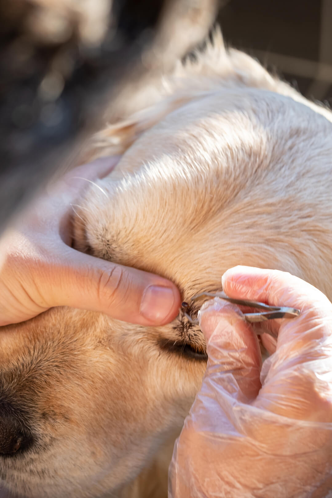 How to Remove a Tick With Vaseline on Dogs: Quick & Safe Guide