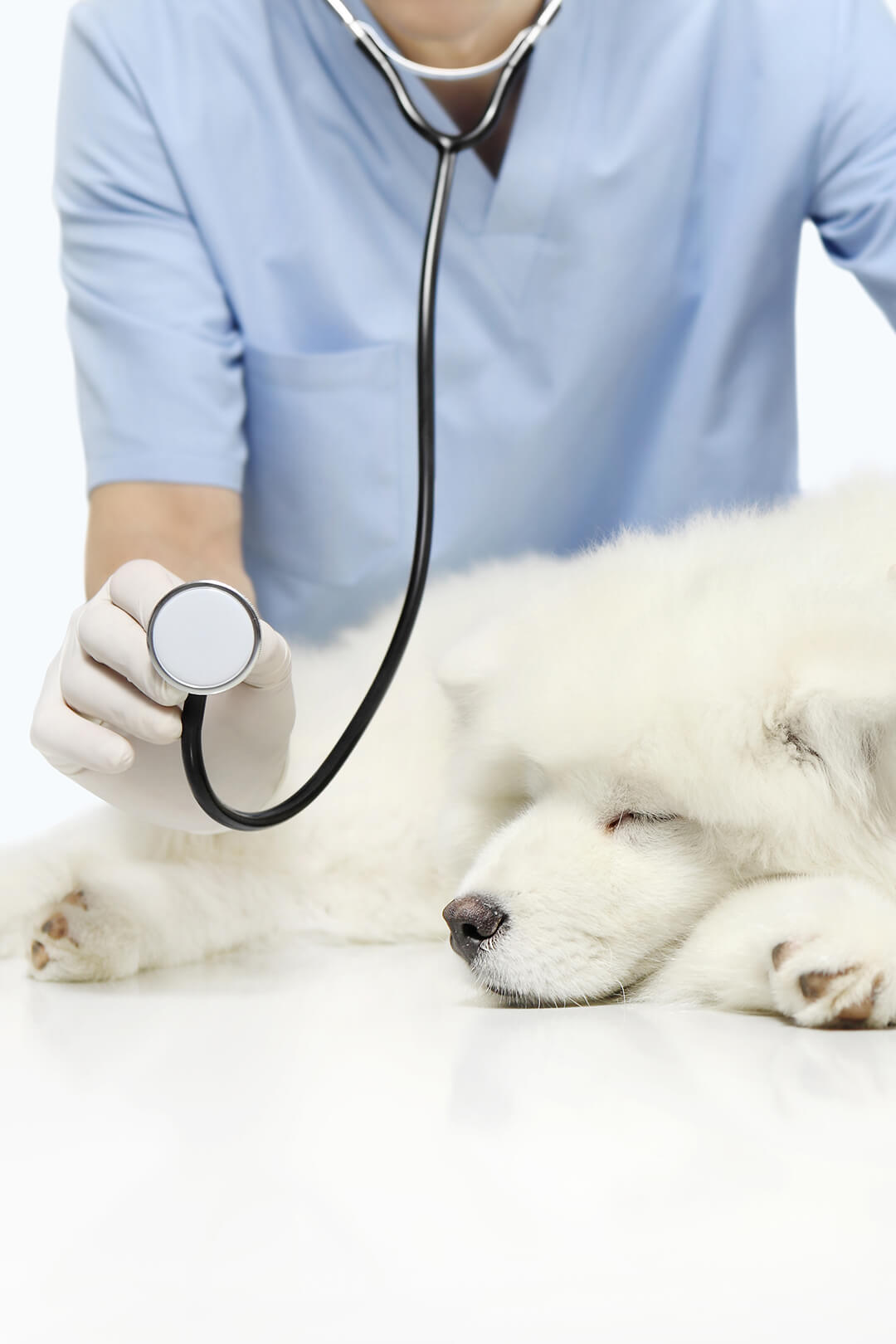 Holistic Pet Wellness: Comprehensive Approaches for Vitality Holistic Pet Wellness: Comprehensive Approaches for Vitality